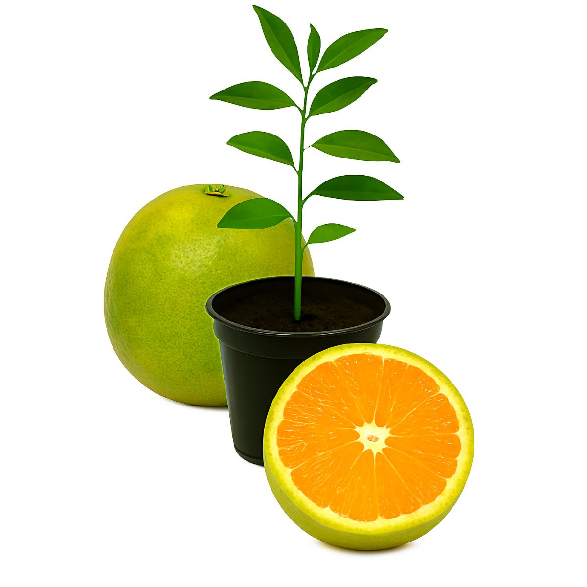 Sweet Orange Seedling