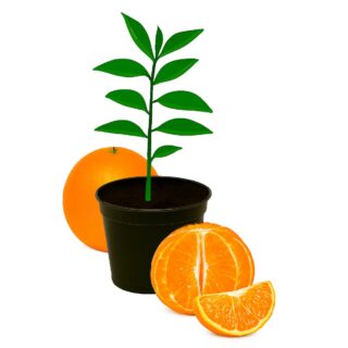 Tangerine Seedling
