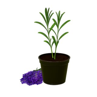Lavender Seedling