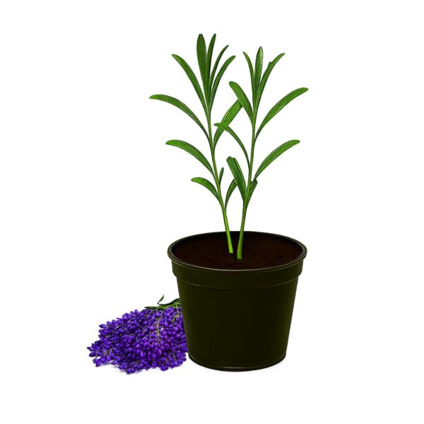 Lavender Seedling