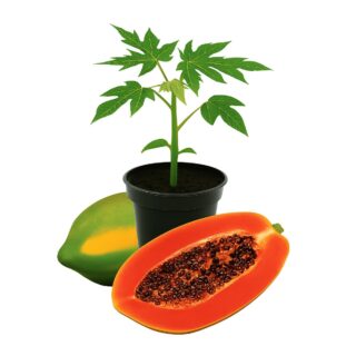 Red Royale F1 Hybrid Pawpaw Seedling – Premium Dwarf Variety